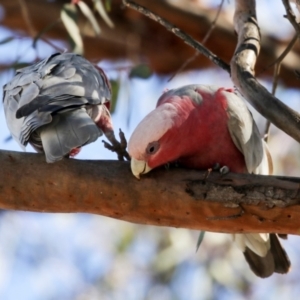 Eolophus roseicapilla at Kambah, ACT - 29 Aug 2018 01:28 PM