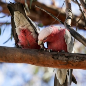 Eolophus roseicapilla at Kambah, ACT - 29 Aug 2018 01:28 PM