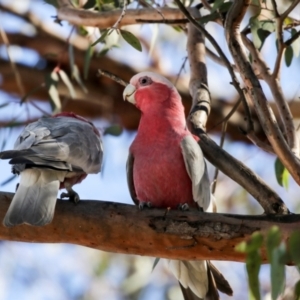 Eolophus roseicapilla at Kambah, ACT - 29 Aug 2018 01:28 PM