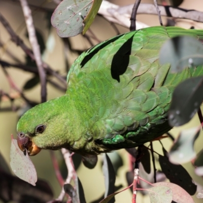 Alisterus scapularis (Australian King-Parrot) at Parkes, ACT - 27 Sep 2018 by AlisonMilton