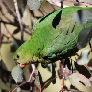 Alisterus scapularis at Parkes, ACT - 27 Sep 2018 09:10 AM