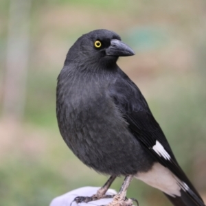 Strepera graculina at Higgins, ACT - 7 Jul 2018 01:36 PM