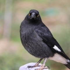 Strepera graculina at Higgins, ACT - 7 Jul 2018 01:36 PM