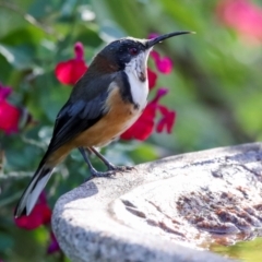 Acanthorhynchus tenuirostris (Eastern Spinebill) at Higgins, ACT - 16 Apr 2021 by AlisonMilton