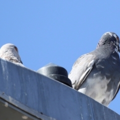 Columba livia (Rock Dove (Feral Pigeon)) at Kambah, ACT - 29 Aug 2018 by AlisonMilton