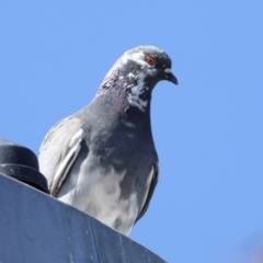 Columba livia at Kambah, ACT - 29 Aug 2018 01:28 PM