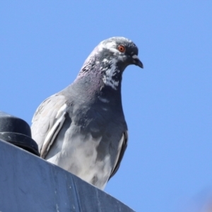 Columba livia at Kambah, ACT - 29 Aug 2018