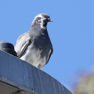 Columba livia at Kambah, ACT - 29 Aug 2018