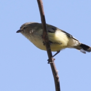 Smicrornis brevirostris at Higgins, ACT - 28 Mar 2018