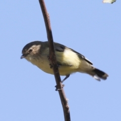 Smicrornis brevirostris at Higgins, ACT - 28 Mar 2018