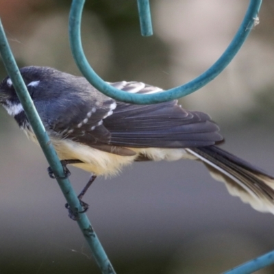 Rhipidura albiscapa (Grey Fantail) at Higgins, ACT - 16 Apr 2021 by AlisonMilton