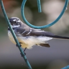 Rhipidura albiscapa at Higgins, ACT - 16 Apr 2021 10:42 AM