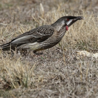 Anthochaera carunculata (Red Wattlebird) at Kambah, ACT - 29 Aug 2018 by AlisonMilton