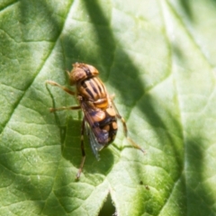 Eristalinus punctulatus (Golden Native Drone Fly) at Higgins, ACT - 6 Dec 2015 by AlisonMilton