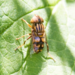 Eristalinus punctulatus at Higgins, ACT - 6 Dec 2015