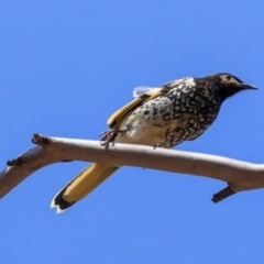 Anthochaera phrygia (Regent Honeyeater) at Justice Robert Hope Reserve (JRH) - 20 Jan 2020 by AlisonMilton