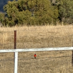 Petroica boodang (Scarlet Robin) at QPRC LGA - 25 Jun 2024 by michaela