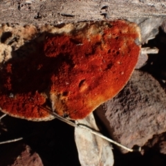 Trametes coccinea at Dampier State Forest - 24 Jun 2024 by Bushrevival