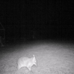 Perameles nasuta (Long-nosed Bandicoot) at Wingecarribee Local Government Area - 24 Jun 2024 by Aussiegall