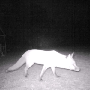 Vulpes vulpes at Wingecarribee Local Government Area - suppressed