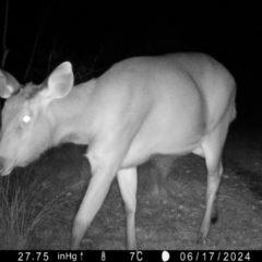 Cervus unicolor (Sambar Deer) at QPRC LGA - 17 Jun 2024 by LisaH