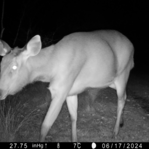 Cervus unicolor at QPRC LGA - 17 Jun 2024