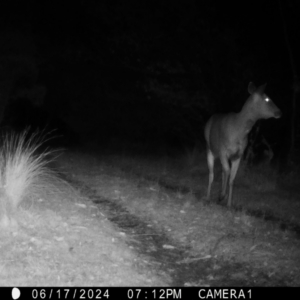 Cervus unicolor at QPRC LGA - 17 Jun 2024