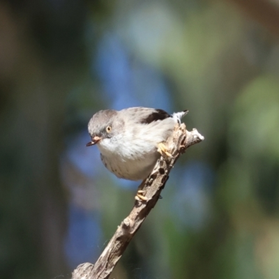 Daphoenositta chrysoptera (Varied Sittella) at Mongarlowe River - 25 Jun 2024 by LisaH