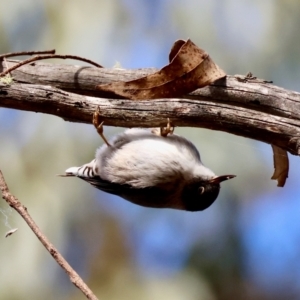 Daphoenositta chrysoptera at QPRC LGA - suppressed