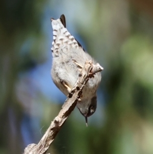 Daphoenositta chrysoptera at QPRC LGA - suppressed