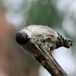 Daphoenositta chrysoptera at QPRC LGA - suppressed