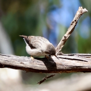 Daphoenositta chrysoptera at QPRC LGA - 25 Jun 2024