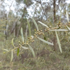 Acacia verniciflua (Varnish Wattle) at Cowra, NSW - 24 Jun 2024 by RobG1