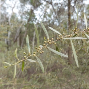 Acacia verniciflua at Cowra, NSW - suppressed