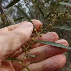 Acacia verniciflua at Cowra, NSW - suppressed