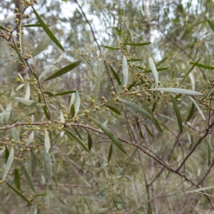 Acacia verniciflua at Cowra, NSW - suppressed