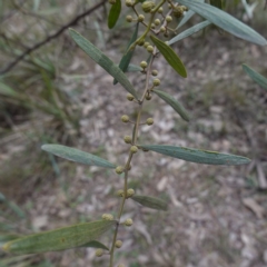 Acacia verniciflua at Cowra, NSW - suppressed