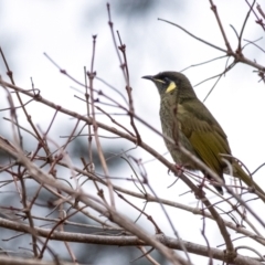 Meliphaga lewinii (Lewin's Honeyeater) at Penrose, NSW - 14 Jun 2024 by Aussiegall