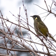 Meliphaga lewinii (Lewin's Honeyeater) at Penrose - 14 Jun 2024 by Aussiegall