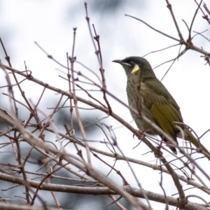 Meliphaga lewinii at Penrose - 14 Jun 2024