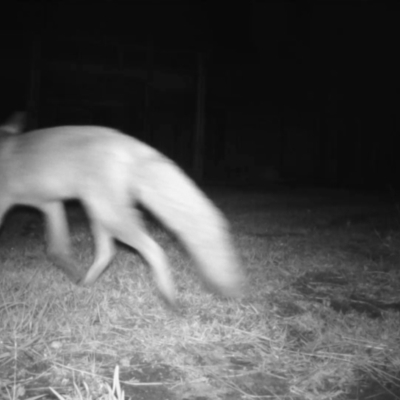 Vulpes vulpes (Red Fox) at Penrose - 4 Jun 2024 by Aussiegall