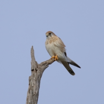 Falco cenchroides (Nankeen Kestrel) at Reservoir Hill, Lawson - 24 Jun 2024 by TimL