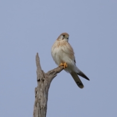 Falco cenchroides at Reservoir Hill, Lawson - 24 Jun 2024 03:54 PM