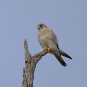 Falco cenchroides at Reservoir Hill, Lawson - 24 Jun 2024 03:54 PM