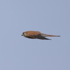 Falco cenchroides at Reservoir Hill, Lawson - 24 Jun 2024 03:54 PM