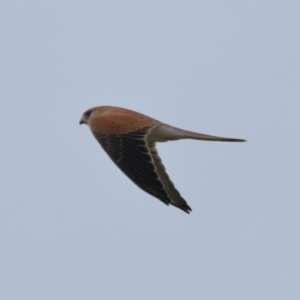 Falco cenchroides at Reservoir Hill, Lawson - 24 Jun 2024 03:54 PM