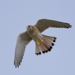 Falco cenchroides (Nankeen Kestrel) at Reservoir Hill, Lawson - 24 Jun 2024 by TimL