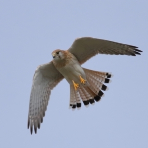 Falco cenchroides at Reservoir Hill, Lawson - 24 Jun 2024 03:54 PM