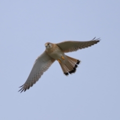 Falco cenchroides at Reservoir Hill, Lawson - 24 Jun 2024 03:54 PM