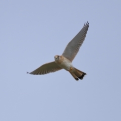 Falco cenchroides at Reservoir Hill, Lawson - 24 Jun 2024 03:54 PM